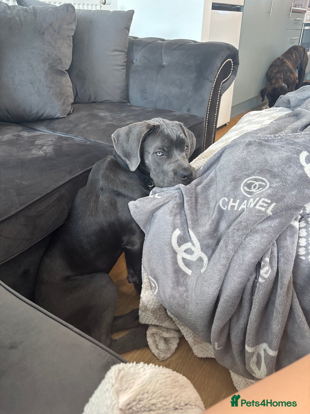 Cane Corso dogs for sale: Cane Corse Female  - Image 15