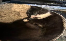 Mixed Breed cats for sale: Kittens - Image 5