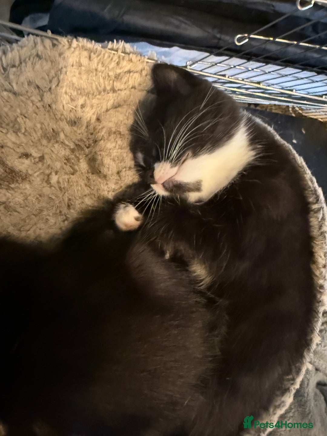 Mixed Breed cats for sale: Kittens - Image 5
