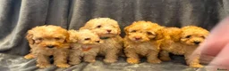 Toy Poodle dogs for sale: 5 toy poodle puppies - Advert 1