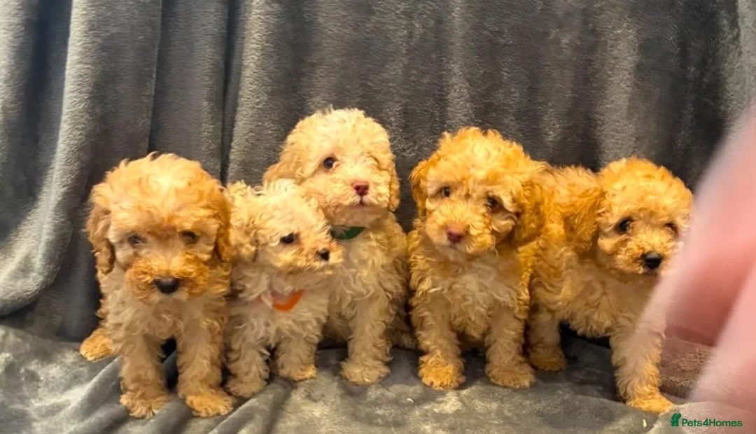 Toy Poodle dogs for sale: 5 toy poodle puppies - Advert 1