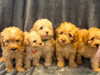 Toy Poodle dogs 5 toy poodle puppies - Advert 1