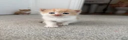 Mixed Breed cats for sale: ginger kittens  in Hailsham - Advert 26