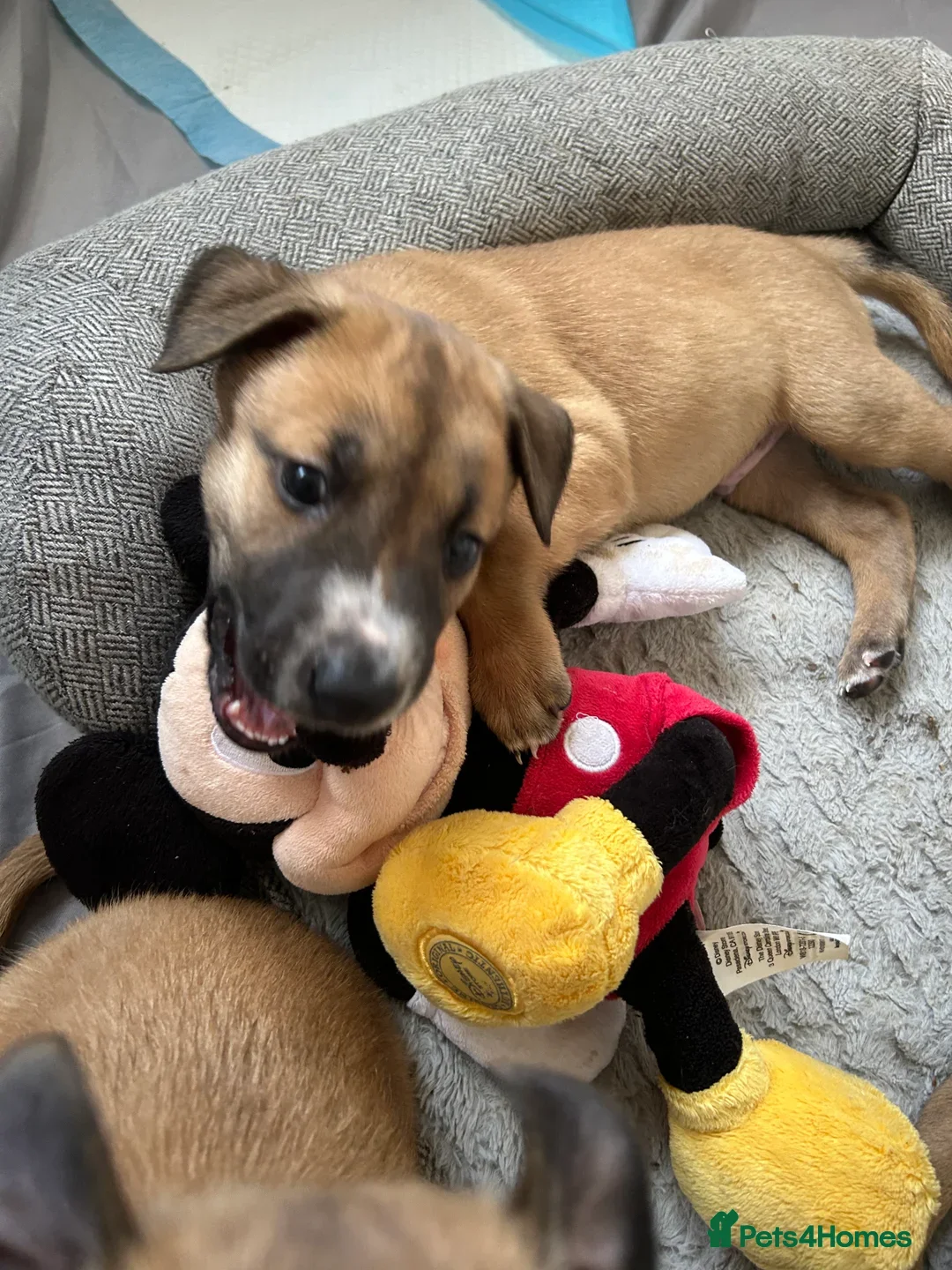 Mixed Breed dogs for sale: GSD X BELGIAN MALI PUPS X - Image 1