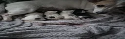 Jack Russell dogs for sale: Pure Jack russel tri colour boy puppies.  - Advert 2