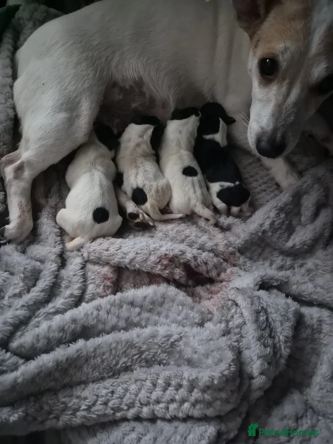 Jack Russell dogs for sale: Pure Jack russel tri colour boy puppies.  - Advert 2
