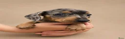 Miniature Dachshund dogs for sale: Stunning Miniature Dachshund Puppies - Advert 5