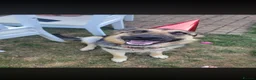 German Shepherd dogs for sale: Loving home wanted for Vivi - German Shepherd  - Advert 6