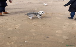 Bedlington Terrier dogs for stud: KC Registered Bedlington Terrier Stud in Ferryhill - Image 11