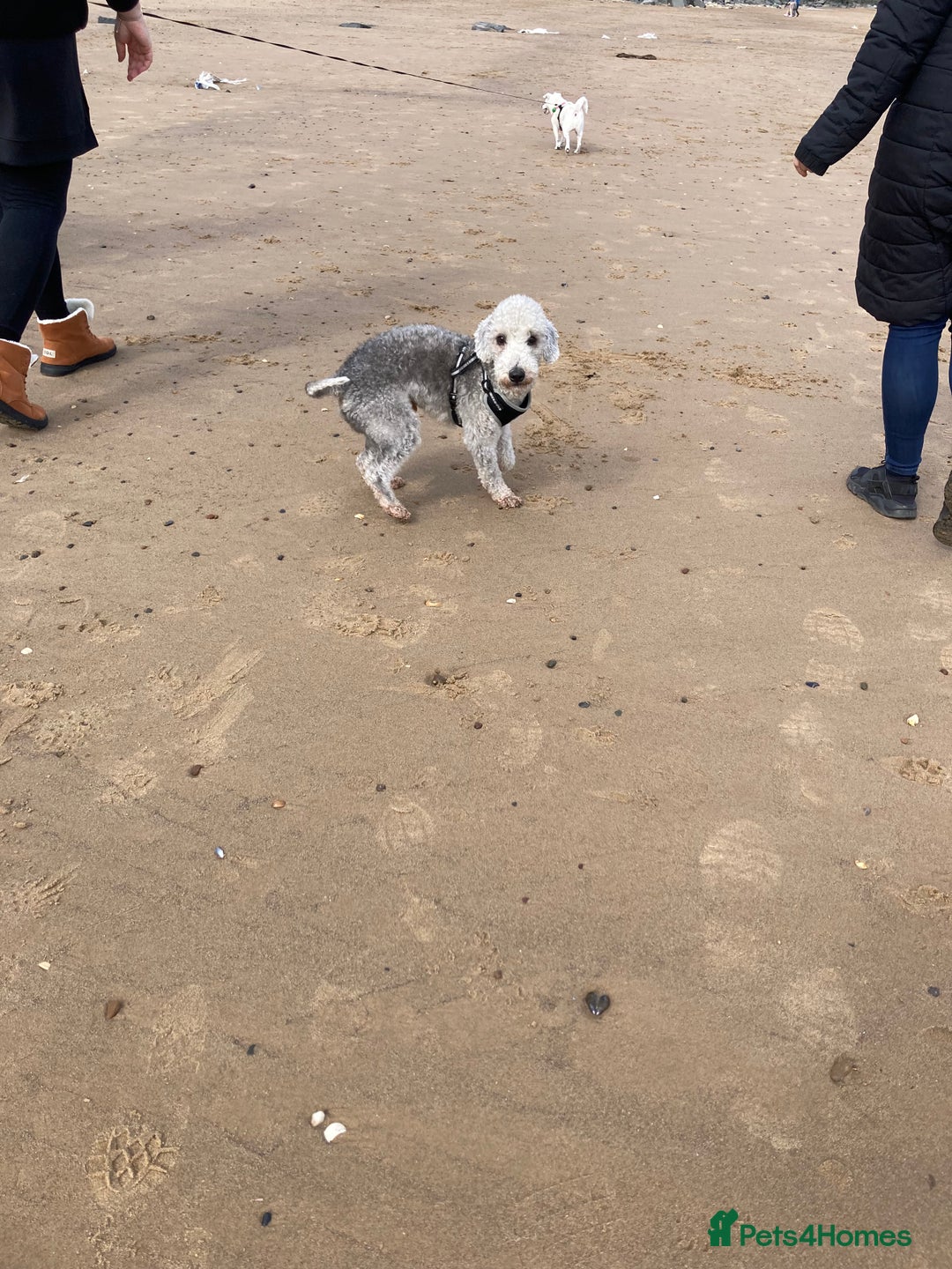 Bedlington Terrier dogs for stud: KC Registered Bedlington Terrier Stud in Ferryhill - Image 11