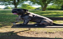 Cane Corso dogs for stud: 60kg Cane-corso stud - Image 2