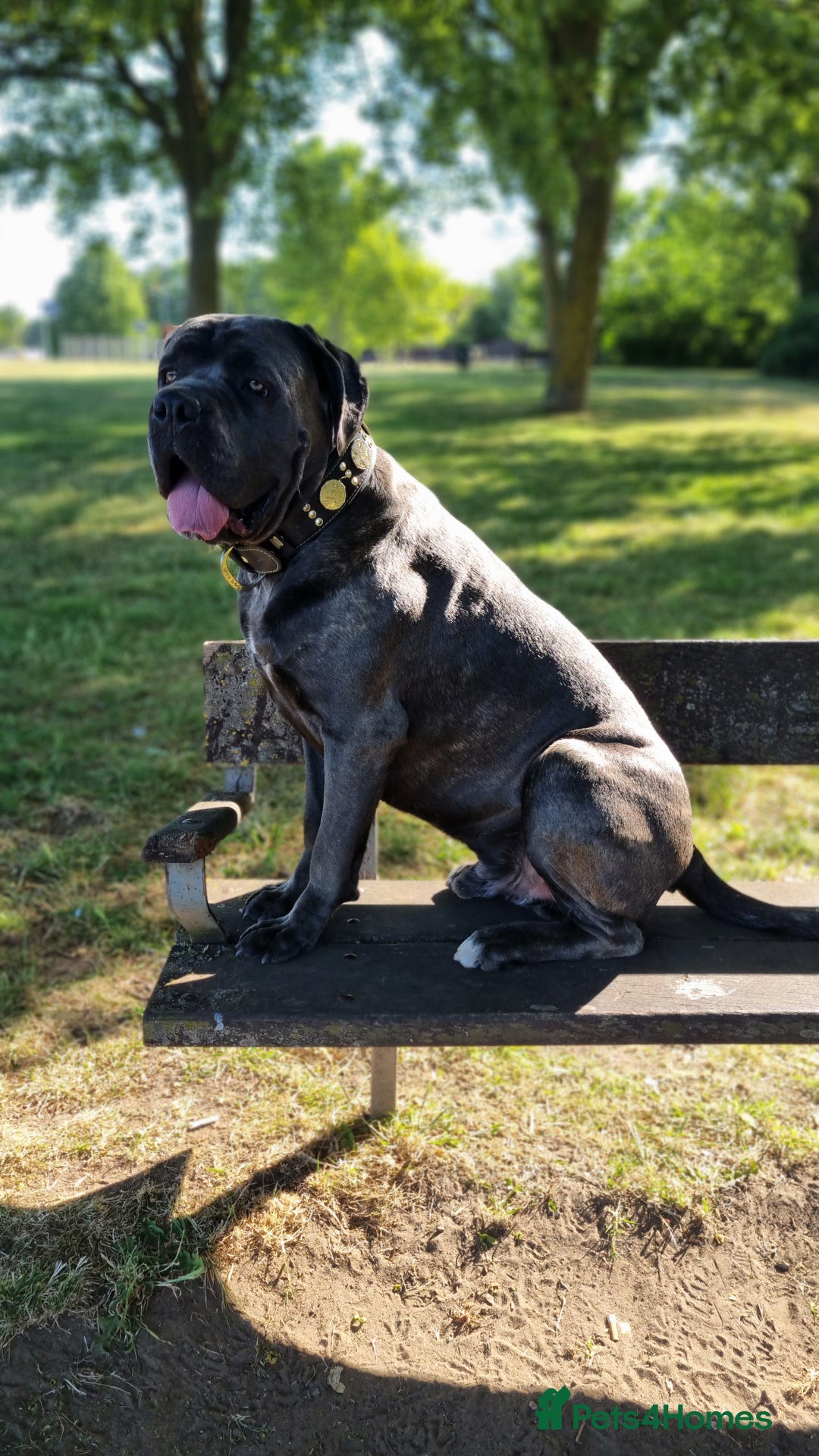 Cane Corso dogs for stud: 60kg Cane-corso stud - Image 2