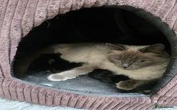 Ragdoll cats for sale: Chunky Ragdoll mix kitten £350.  - Image 5