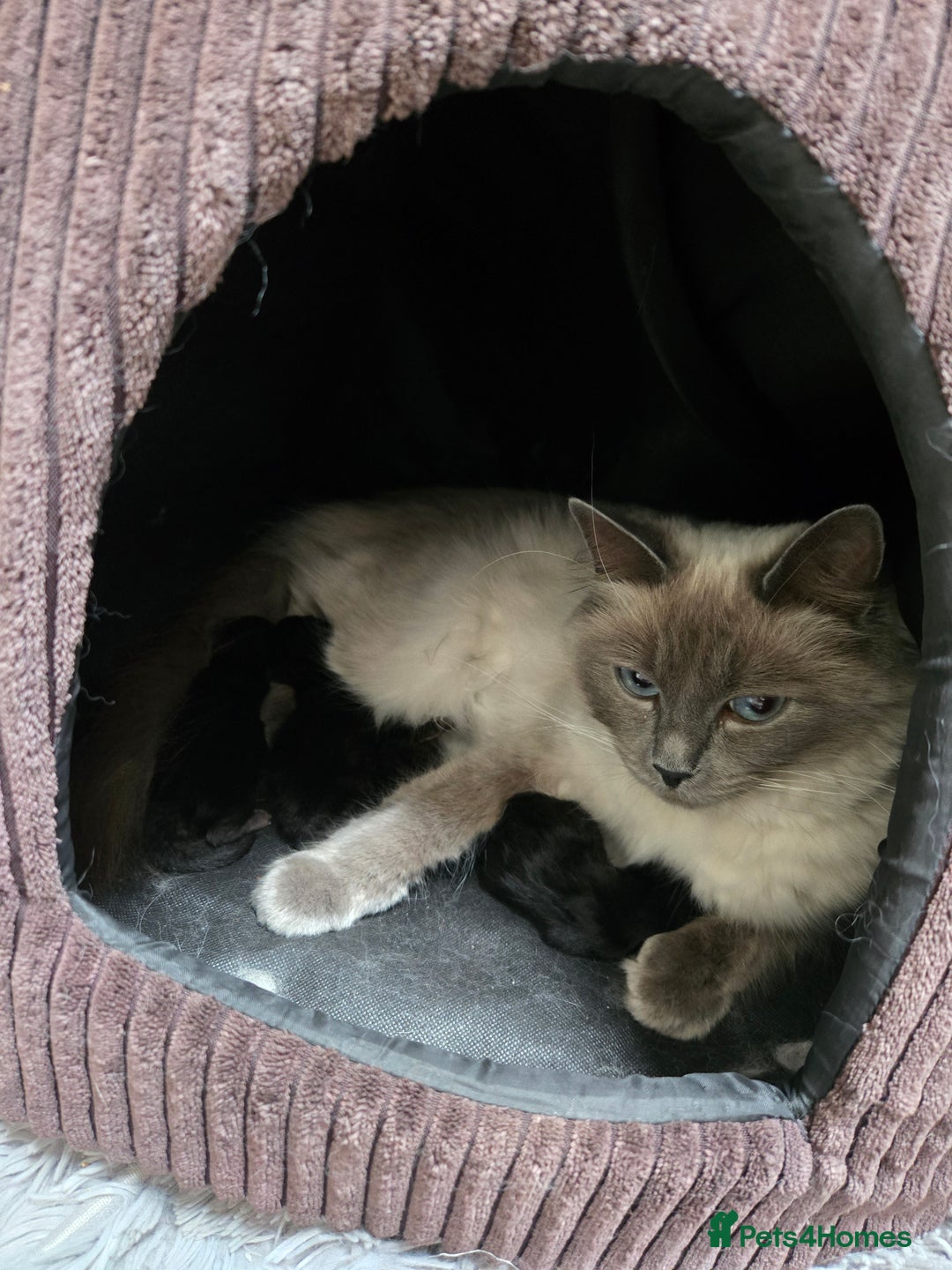 Ragdoll cats for sale: Chunky Ragdoll mix kitten £350.  - Image 5