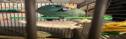 Parrots birds for sale: 2 hand reared kakarikis for sale in Bedlington - Advert 2
