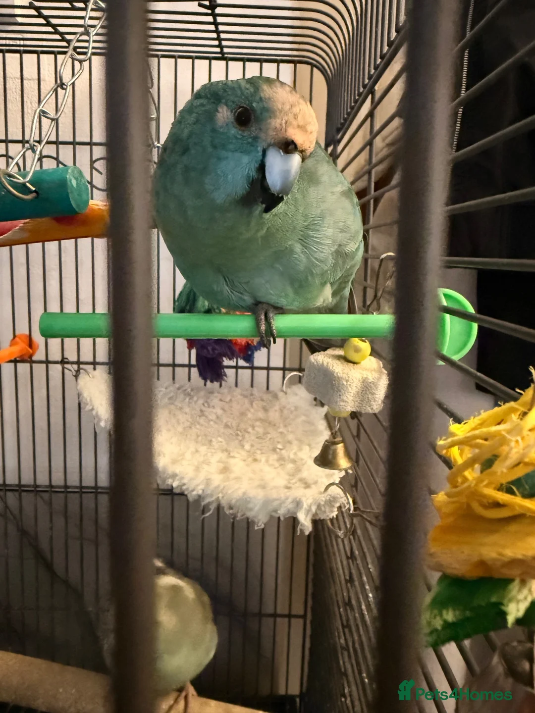 Parrots birds for sale: 2 hand reared kakarikis for sale in Bedlington - Advert 2