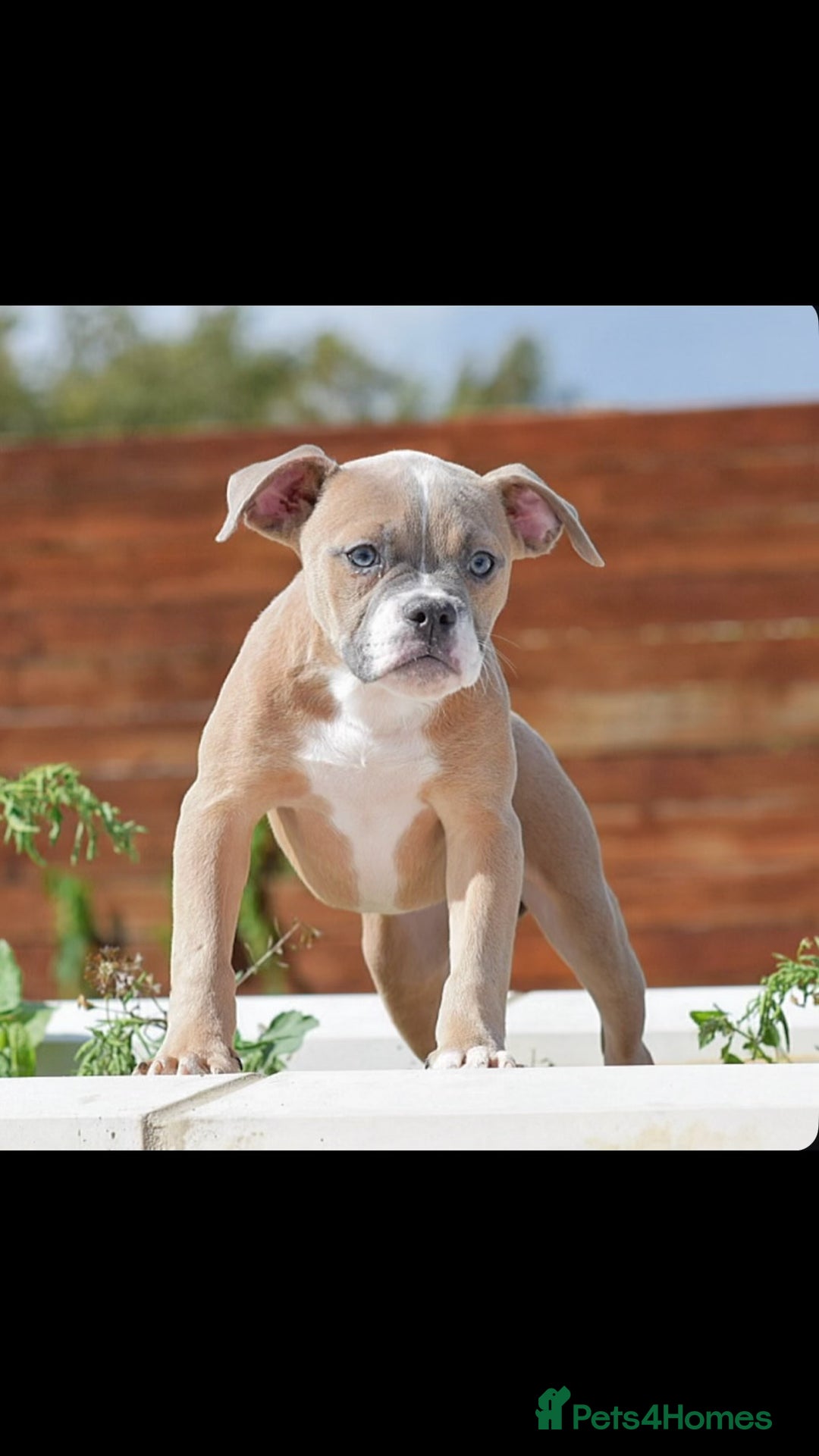 Old Tyme Bulldog dogs for sale: 5⭐️RATED, LICENSED. 23 YEARS EXPERIENCE  - Image 2