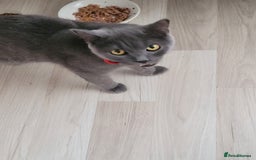 British Shorthair cats for sale: British Shorthair boy - Advert 6