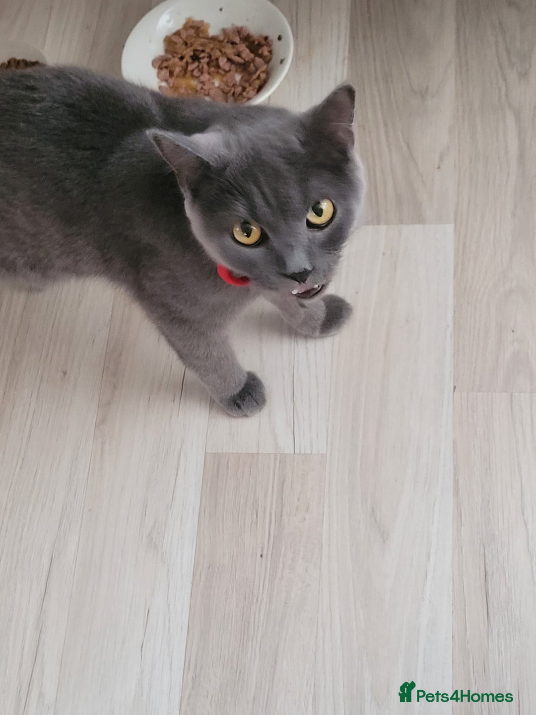 British Shorthair cats for sale: British Shorthair boy - Advert 6