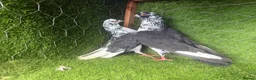 Pigeons birds for sale: Beautiful Vaccinated Pigeons – Quick Sale £20 - Advert 23