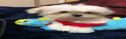 Mixed Breed dogs for sale: shihtzu / bichon x maltese  - Advert 37