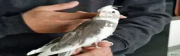 Cockatiels birds for sale: Super Tamed baby Cockatiel for sale  - Advert 4