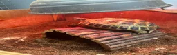 Tortoise reptiles for sale: Buddy the tortoise  in Darwen - Advert 3