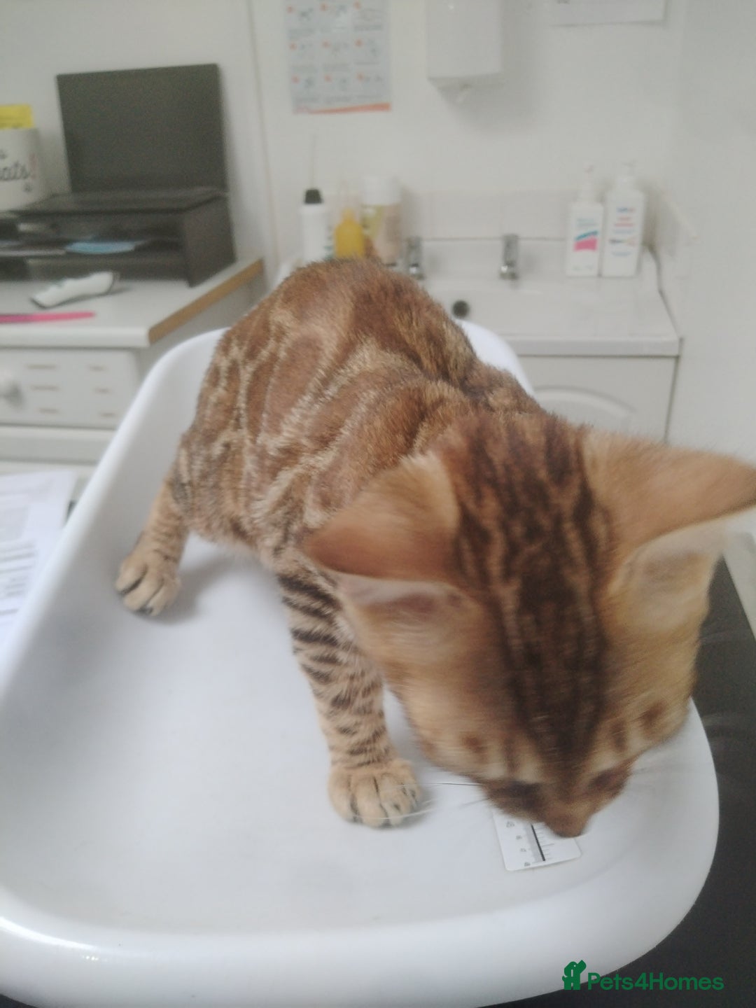 Bengal cats for sale: Bengals high guality kittens ready for new home  - Advert 10