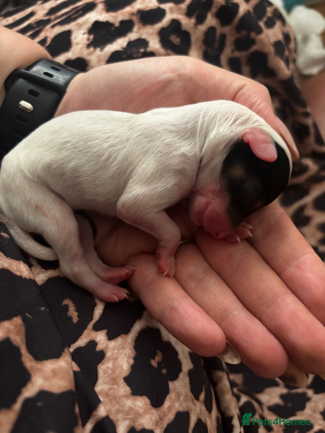 Chinese Crested dogs for sale: Chinese crested powderpuff ready September 12th - Image 3