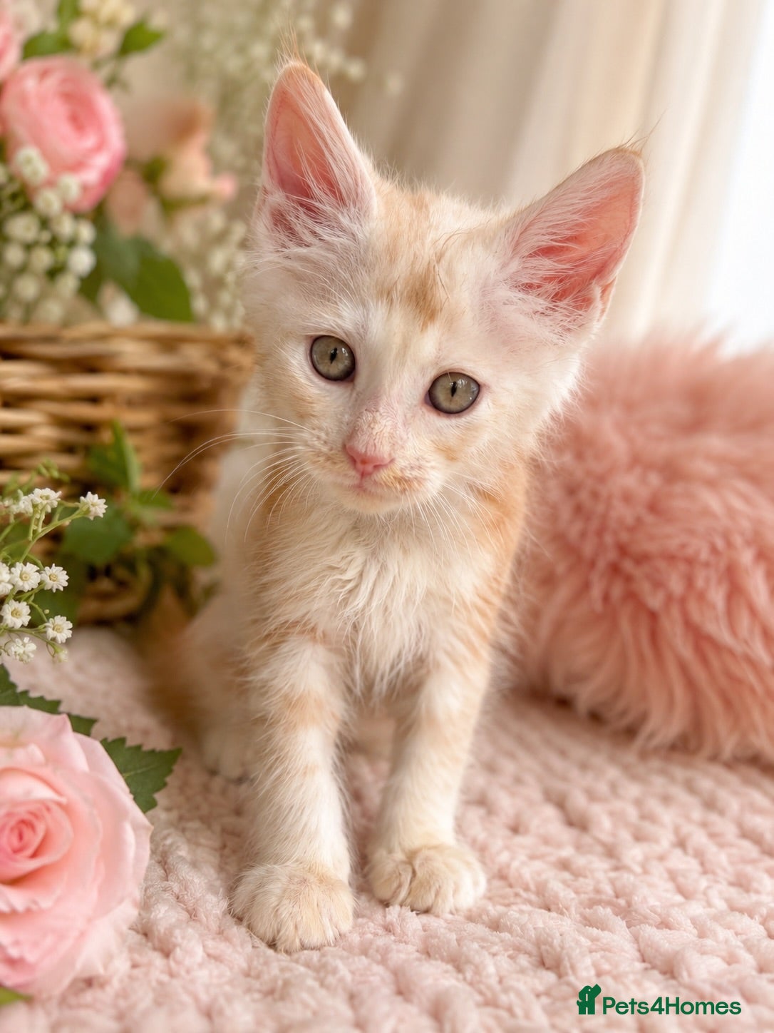 Maine Coon cats 1 boy left very Rare Maine Coon Kitten TICA Active - Advert 2