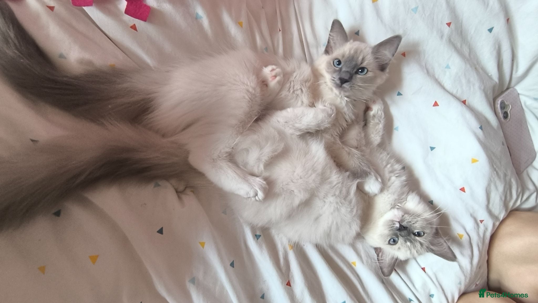 Ragdoll cats Beautiful ragdolls READY TO LEAVE FOR NEW HOME  - Advert 1