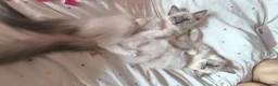 Ragdoll cats for sale: Beautiful ragdolls READY TO LEAVE FOR NEW HOME  - Advert 1