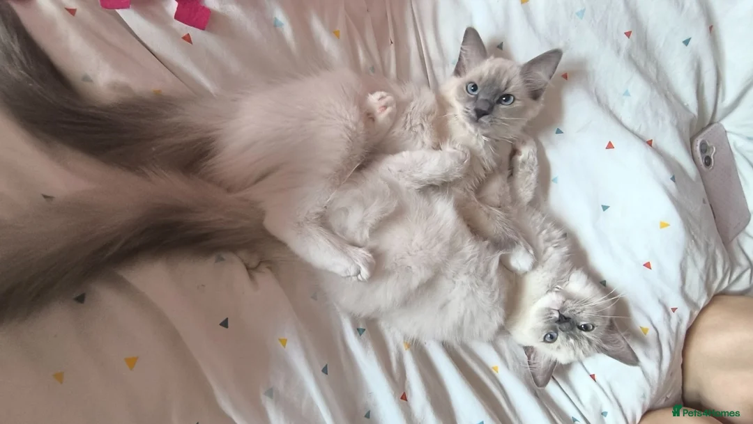 Ragdoll cats for sale: Beautiful ragdolls READY TO LEAVE FOR NEW HOME  - Advert 1