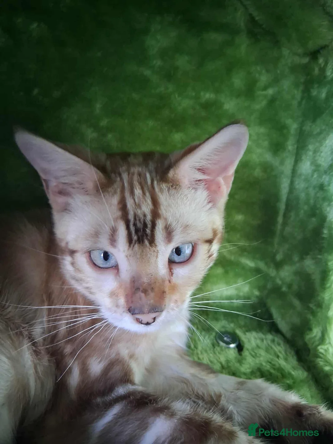 Bengal cats for stud: GANDALF Snow Mink Blue Carrier Russia Lines in Gateshead - Advert 2