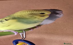 Budgerigars birds for sale: Gorgeous baby budgies - Image 9