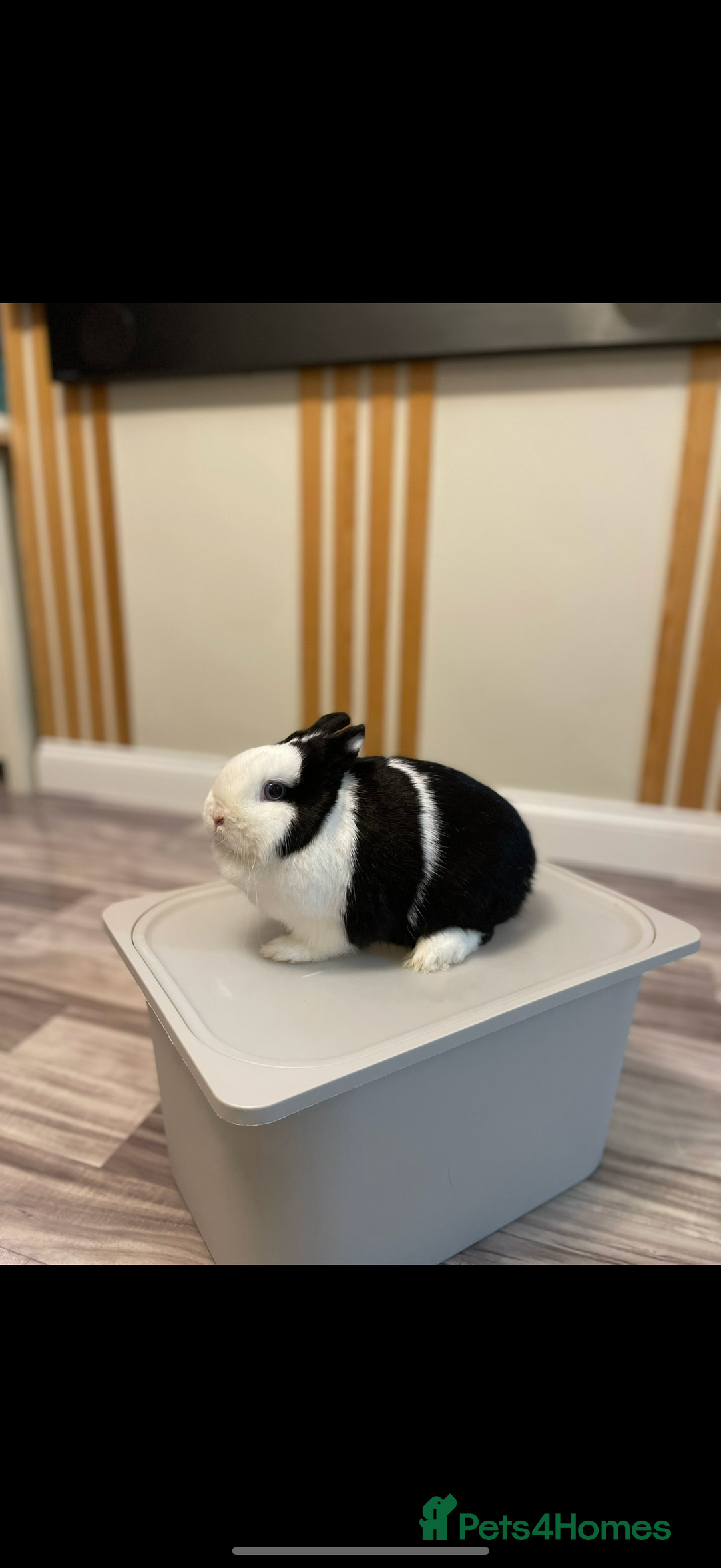 Netherland Dwarf rabbits for sale: •AVAILABLE• Pedigree Netherland Dwarf Bunny in Rushden - Image 19