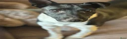 Mixed Breed dogs for adoption: Little Lara looking for love - Advert 13