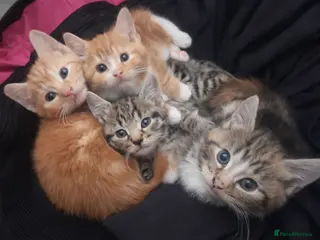 Mixed Breed cats 4 kittens ready to leave. - Advert 1