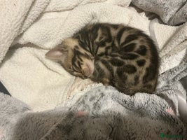 Bengal cats - Advert 6