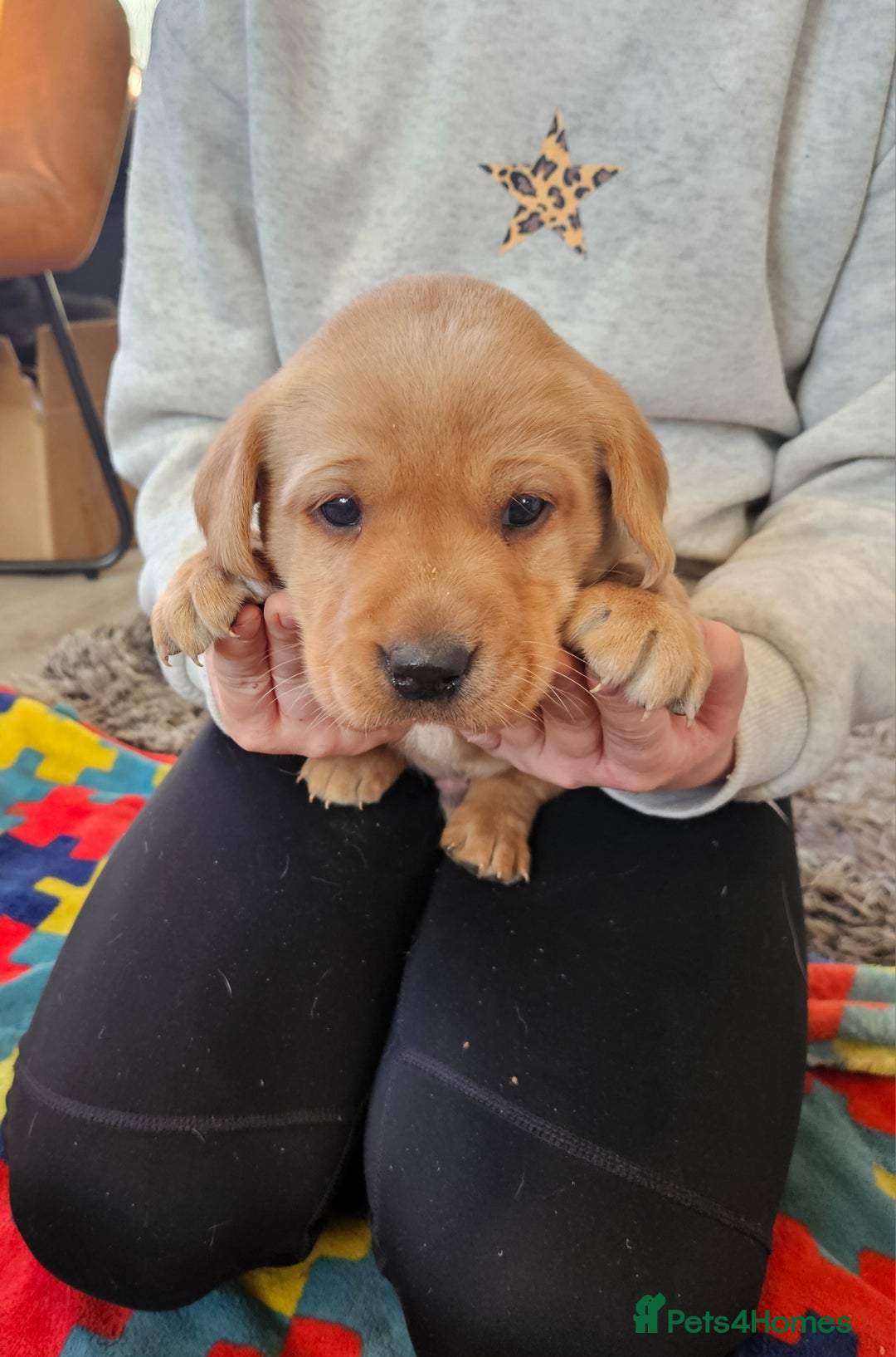 Labrador Retriever dogs for sale: KC Reg Labrador Pups For Sale - Advert 1