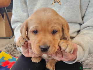 Labrador Retriever dogs KC Reg Labrador Pups For Sale - Advert 1