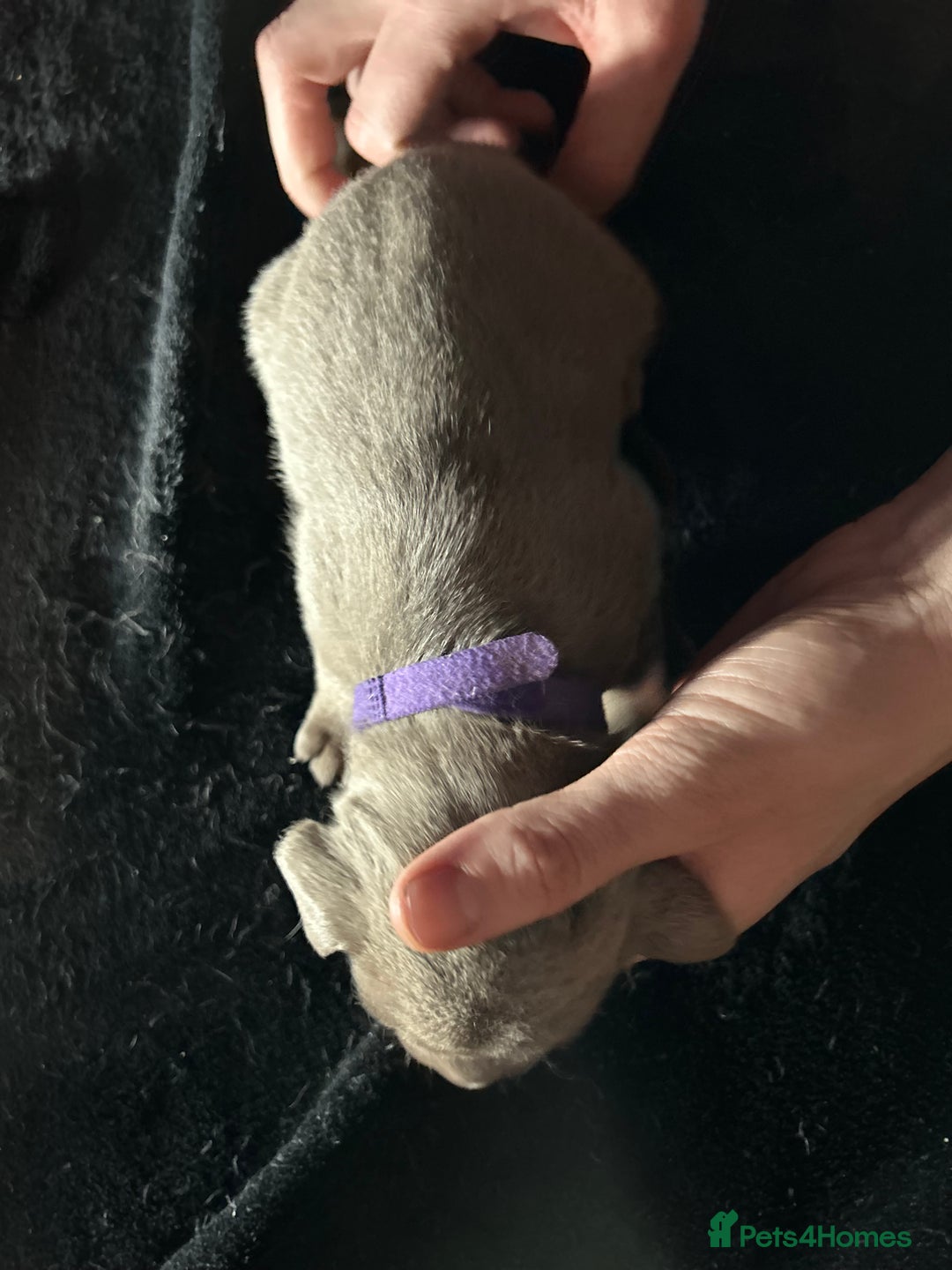 Mixed Breed dogs for sale: Staffadors staffy x labs  - Advert 23