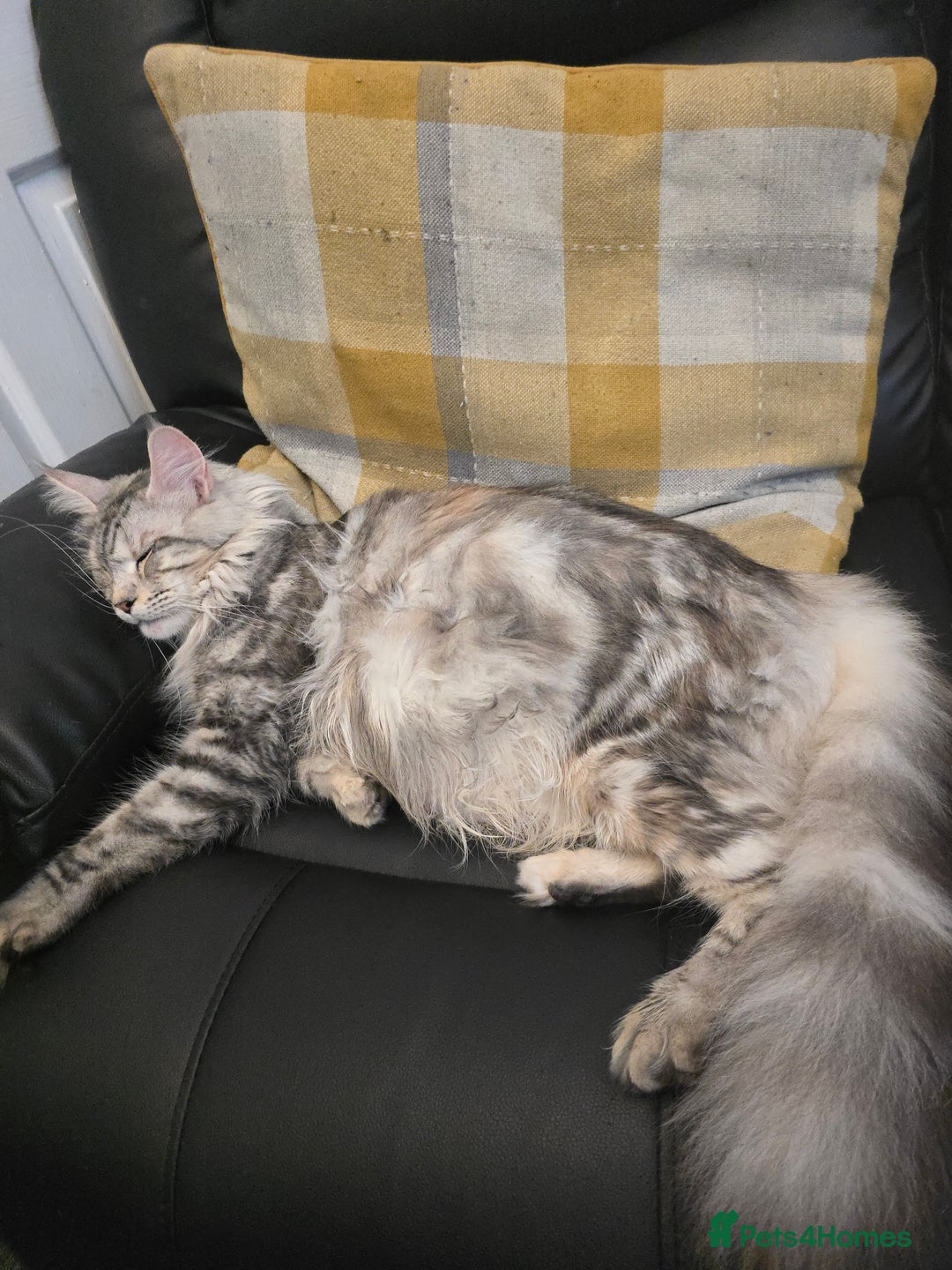 Maine Coon cats for sale: Maine Coon Black Silver Russian Lines - Image 14