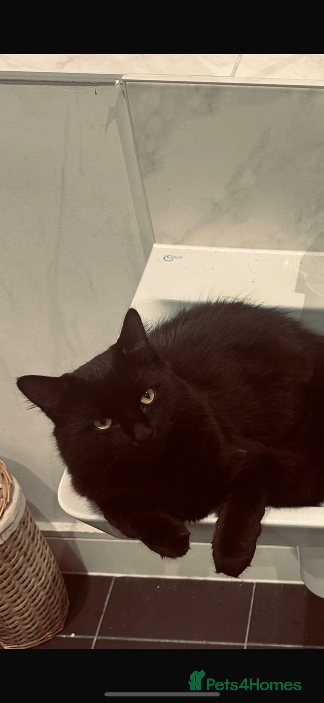 Mixed Breed cats for sale: Evie  - Advert 1