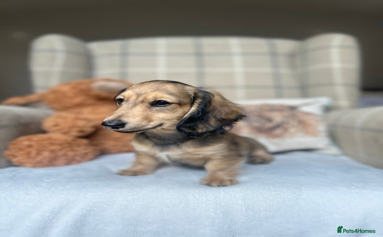 Miniature Dachshund dogs - Advert 3