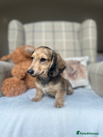 Miniature Dachshund dogs - Advert 6