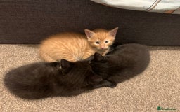 British Longhair cats for sale: 5 adorable male kittens - Image 8
