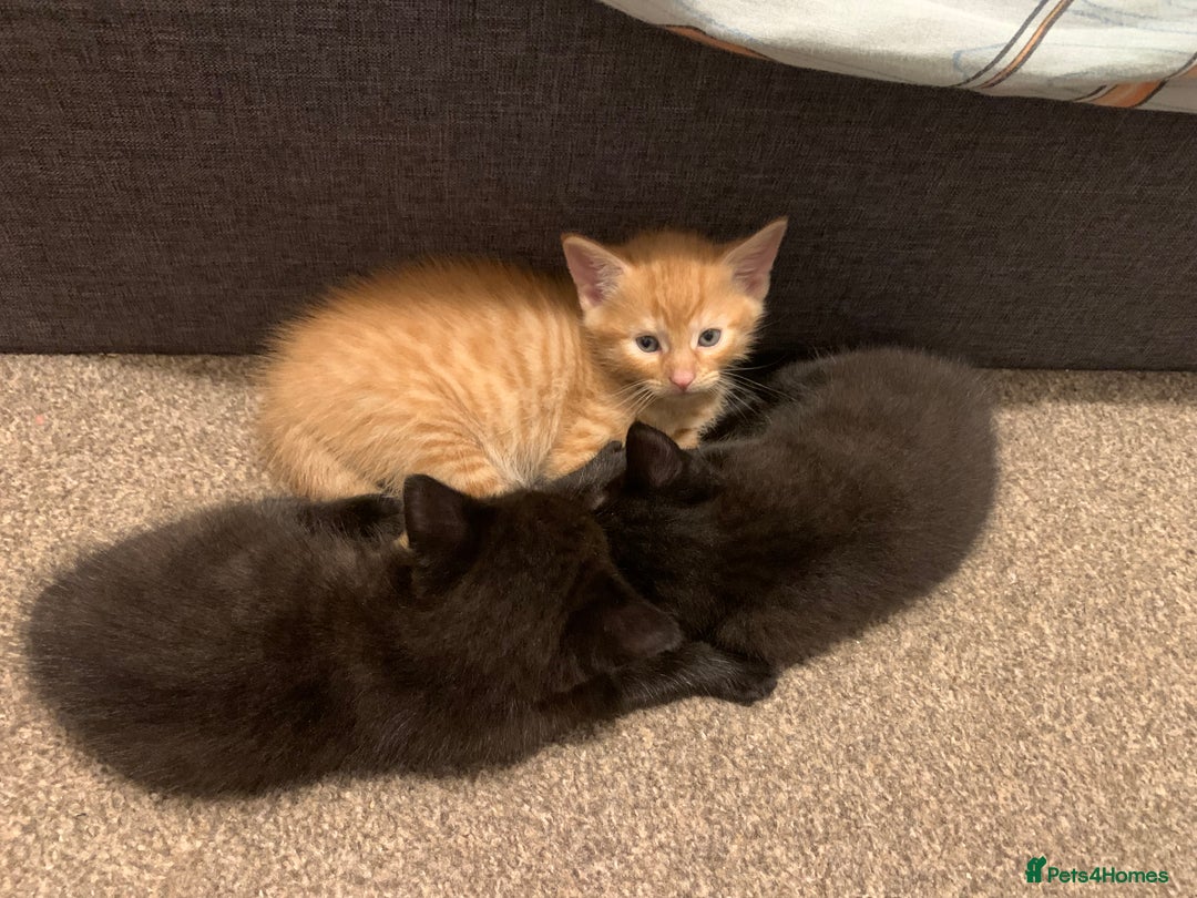 British Longhair cats for sale: 5 adorable male kittens - Image 8
