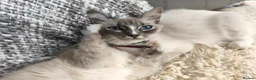 Ragdoll cats for sale: Young beautiful ragdoll cross girl - Advert 2