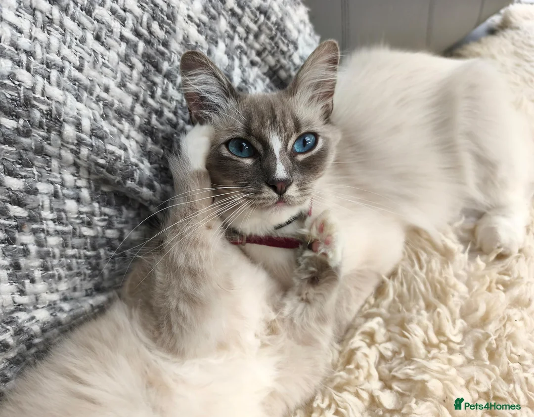 Ragdoll cats for sale: Young beautiful ragdoll cross girl - Advert 2